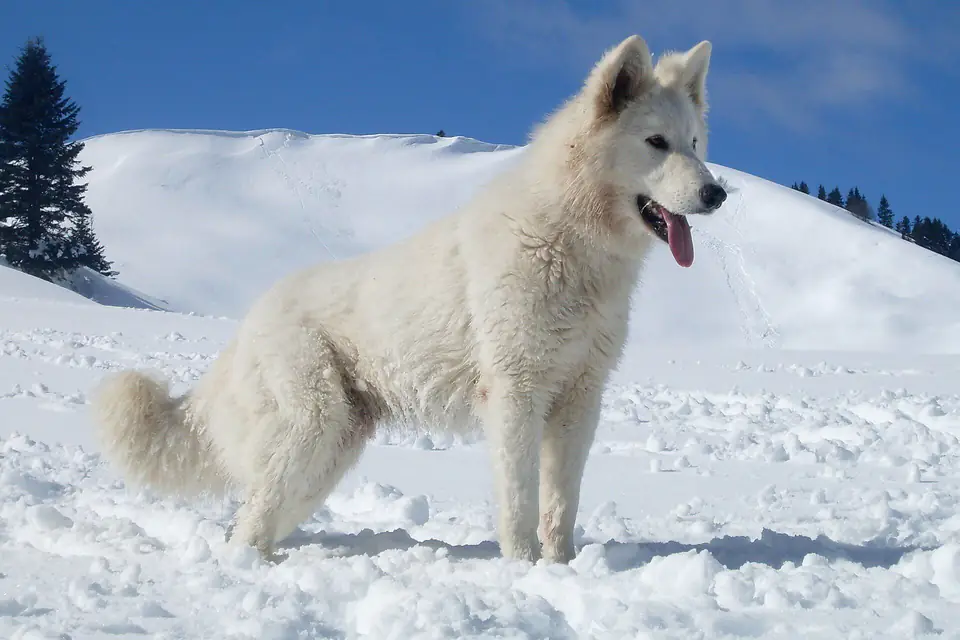 A White Swiss Shepherd Dog