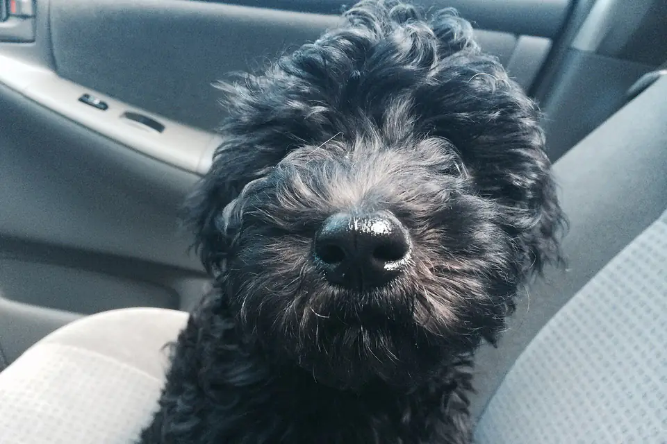 A Whoodle, a Soft Coated Wheaten Terrier and Poodle cross