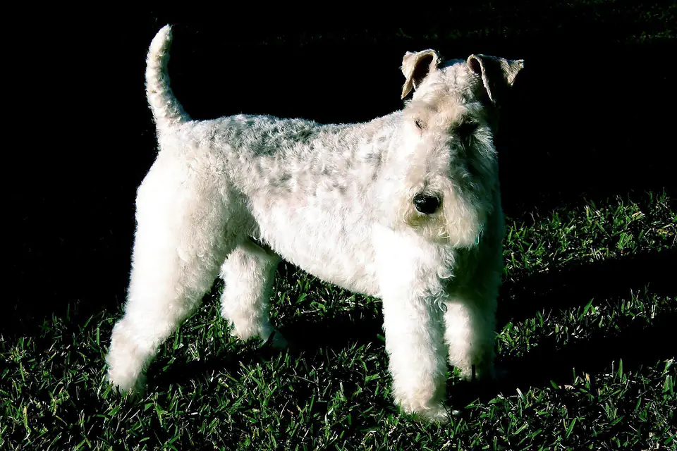 A Wire Fox Terrier
