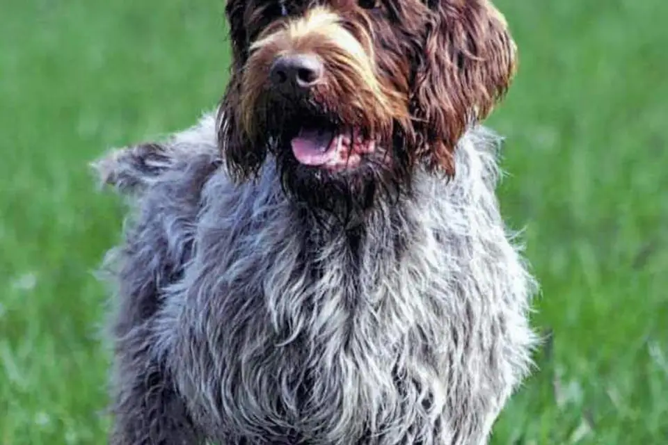 A Wirehaired Pointing Griffon