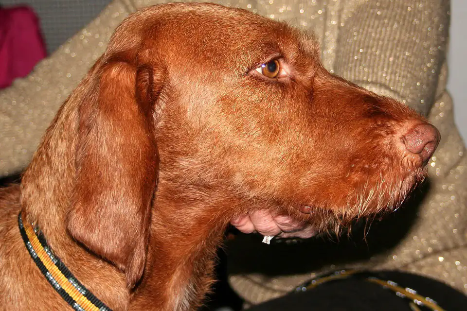 A Wirehaired Vizsla
