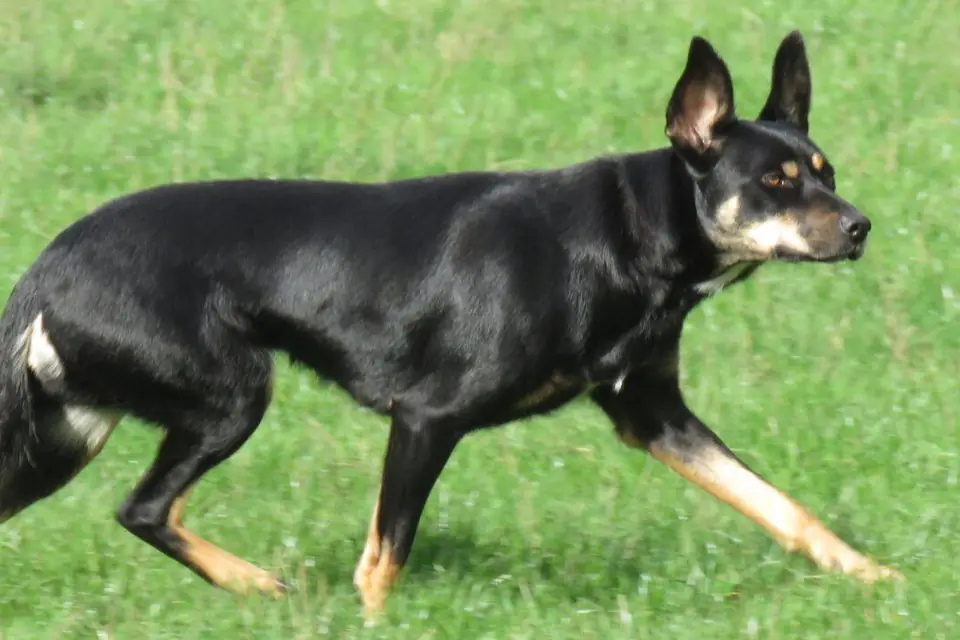 A Working Kelpie