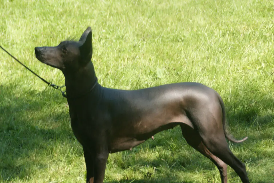 A Xoloitzcuintli