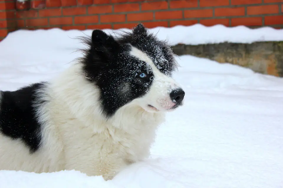 A Yakutian Laika