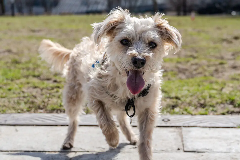 A Yorkipoo, a Yorkshire Terrier and Poodle cross