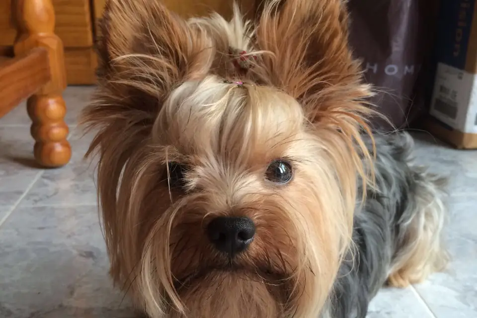 A Yorkshire Terrier