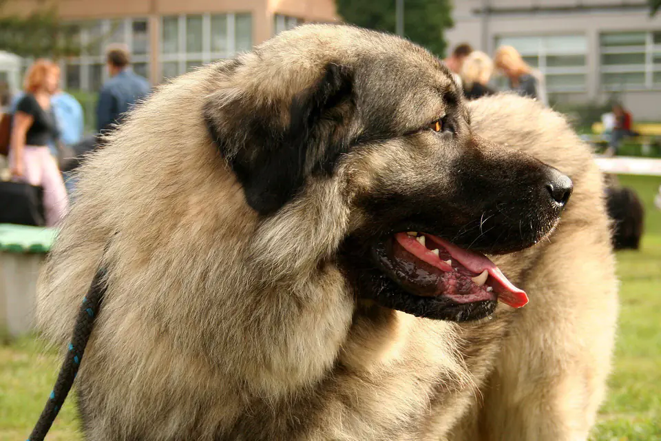 A Yugoslavian Shepherd Dog (Sharplanina)