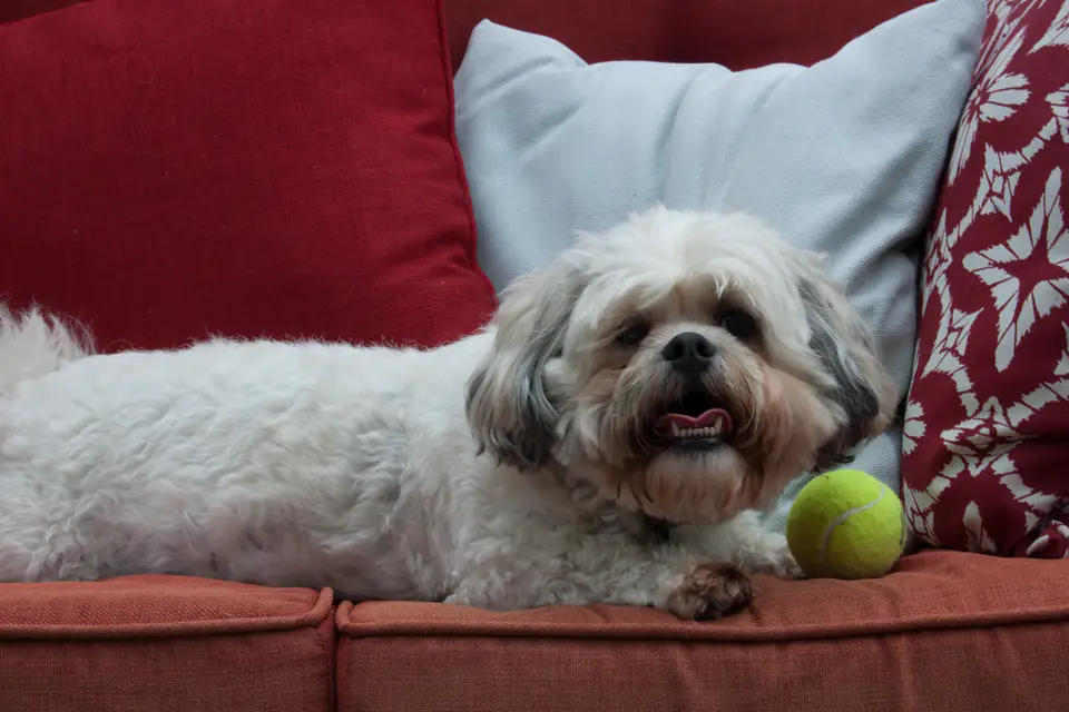 A Zuchon, a Shih Tzu and Bichon Frise cross
