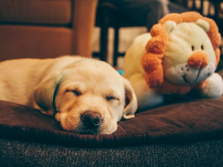A yellow Labrador puppy asleep on a brown cushion bed beside a soft toy