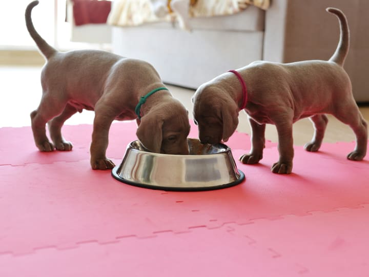 Two brown puppies eating side by side from one stainless steel bowl