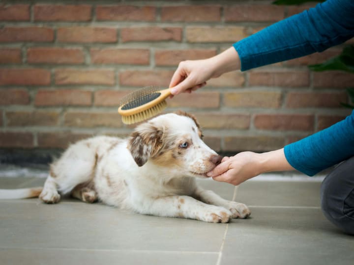 A merle puppy lying on a tiled floor while a person gently brushes their back with a bristle brush