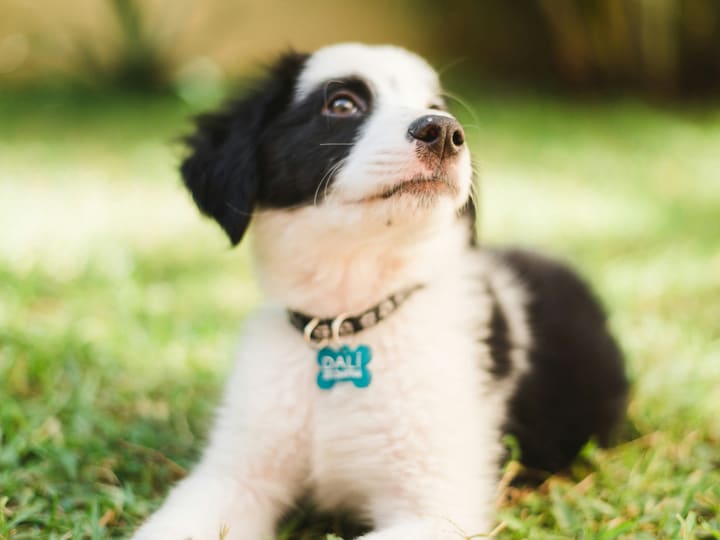 A black and white Border Collie puppy on grass wearing a collar with a bone shaped name tag