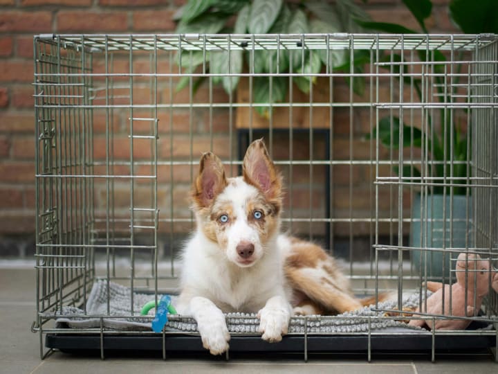 A brown and white puppy lying on a padded mat inside an open wire crate