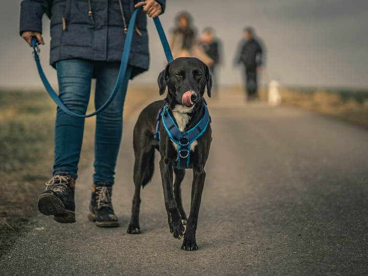 A young black dog in a blue padded harness walking on a lead beside their owner