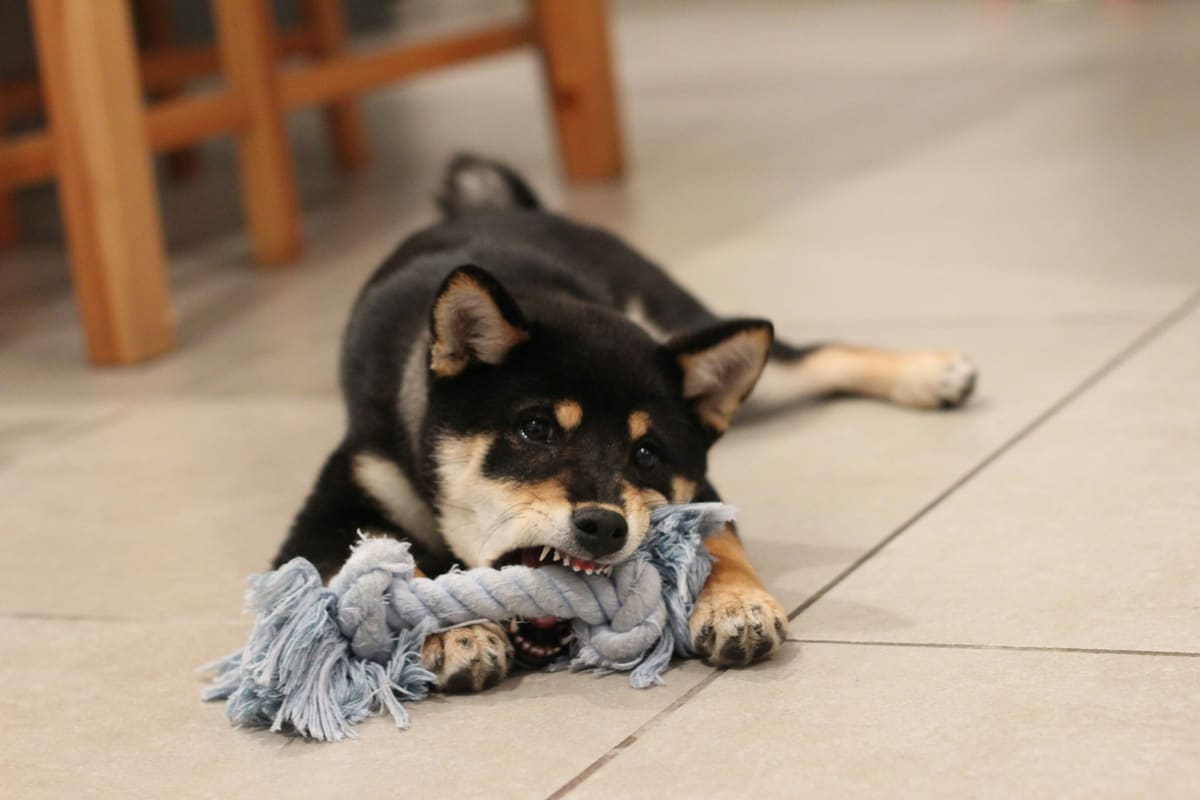 A Shiba Inu puppy lying on a tiled floor chewing a grey rope toy