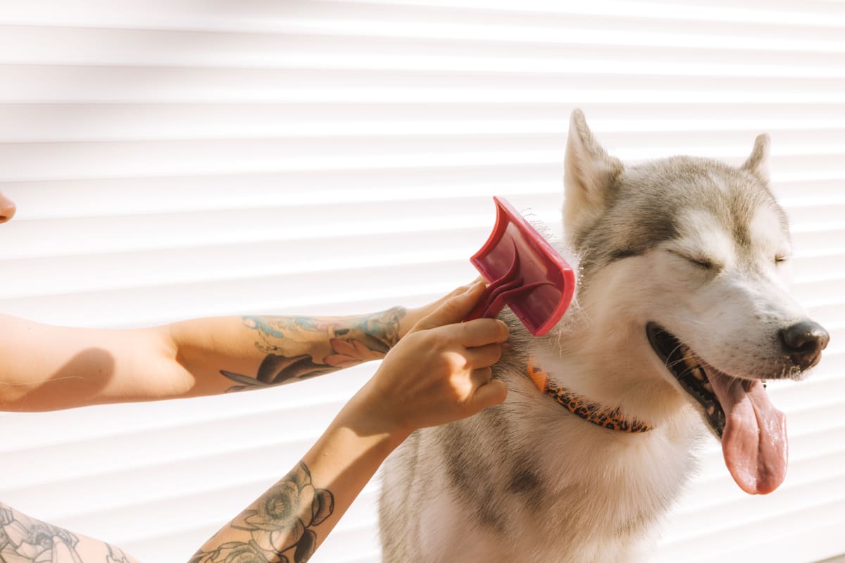 A Siberian Husky being brushed with a pink slicker brush, eyes half closed