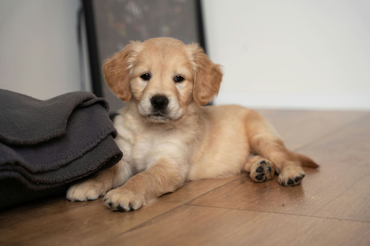 A golden retriever puppy lying on a wooden floor next to a folded grey blanket