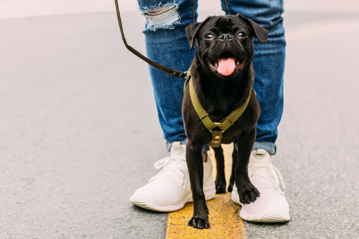 A black Pug in an olive harness on a lead, standing between their owner's feet on a street
