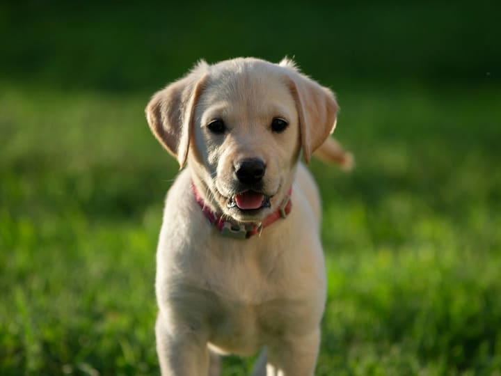 A yellow Labrador puppy standing on grass outdoors