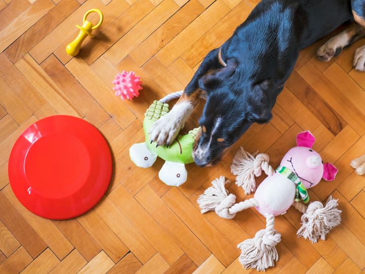 Dog toys spread on a parquet floor seen from above: a rubber bone, rope toys, a ball and soft toys, with a dog lying beside them