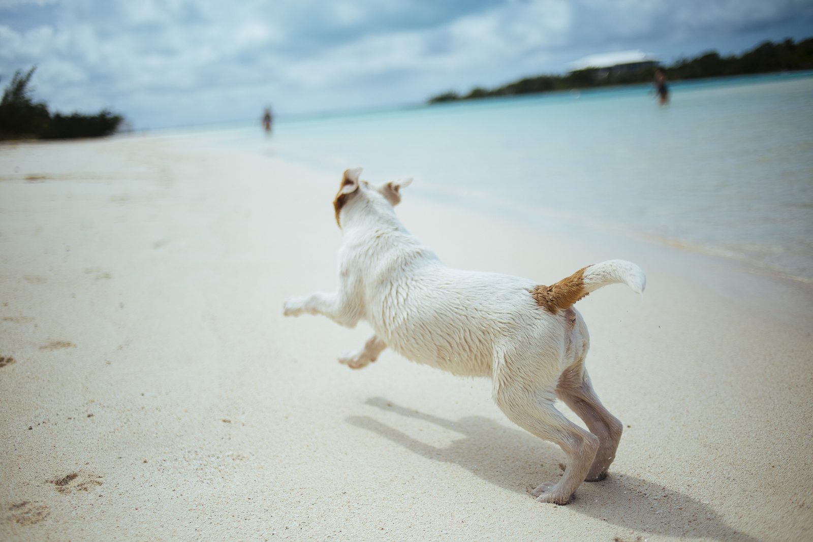 A young terrier bounding along a beach