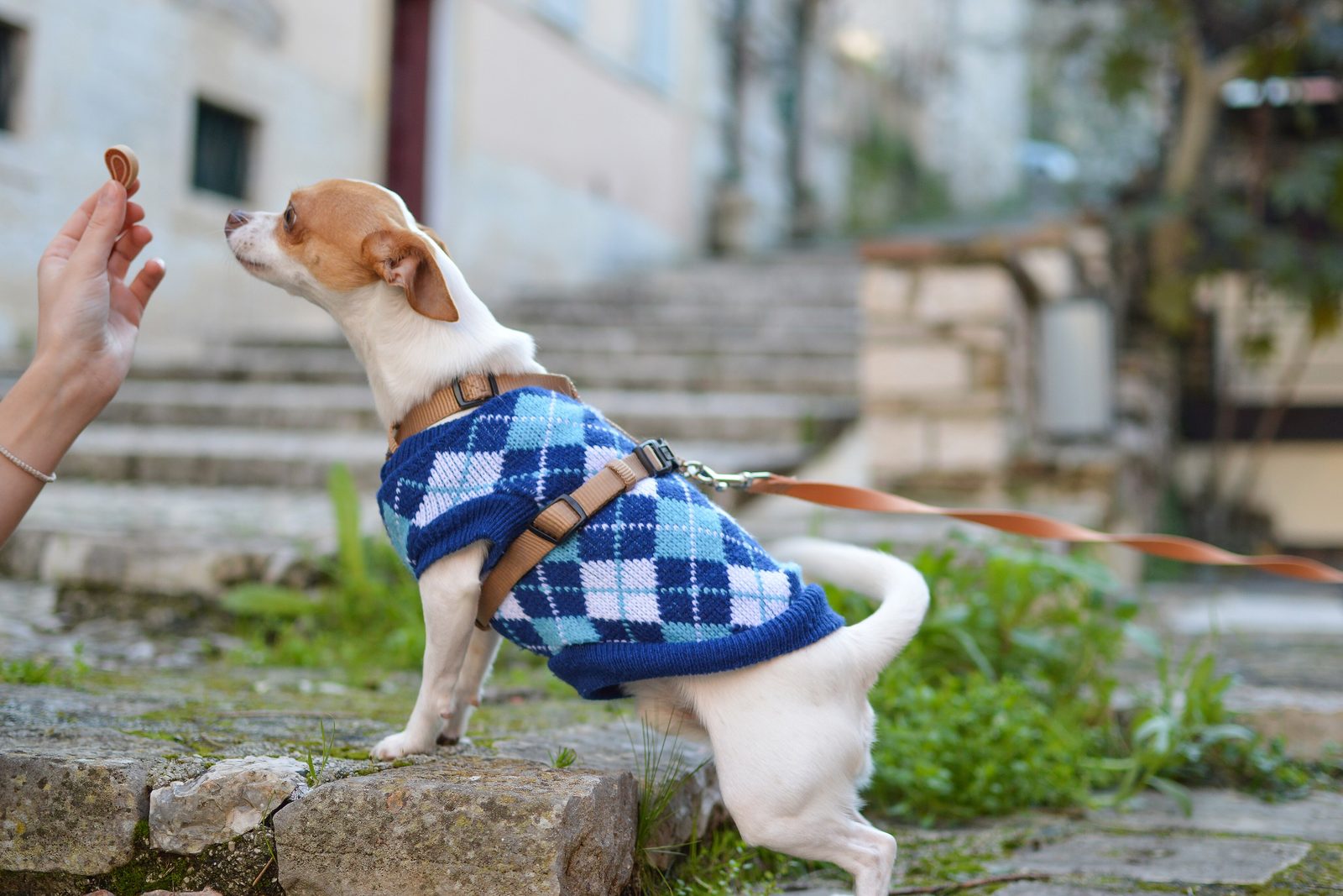 A small dog in a jumper reaching up for food held in a person’s hand