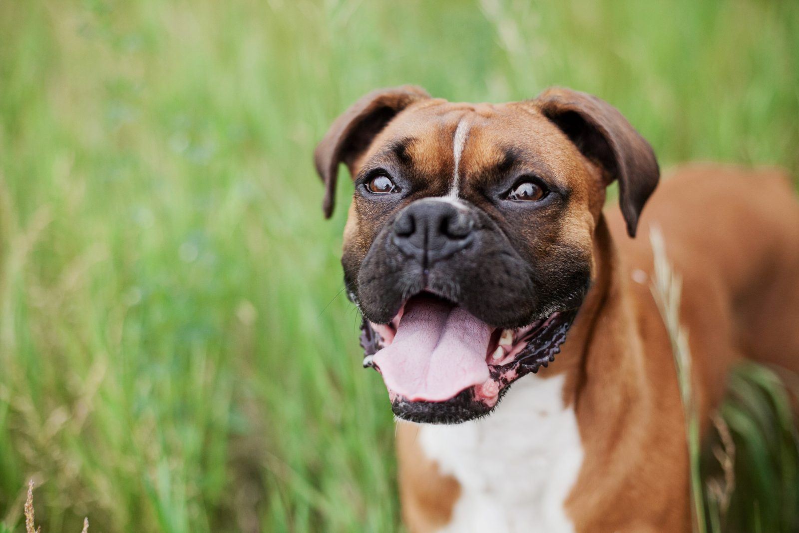 A healthy adult boxer standing in long grass