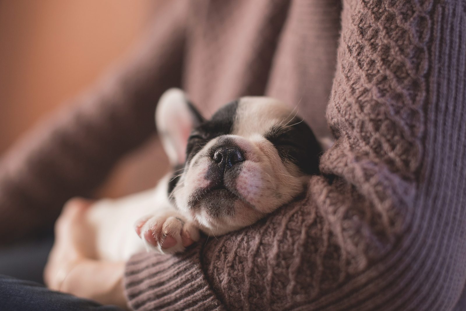 A puppy asleep in the crook of a person’s arm