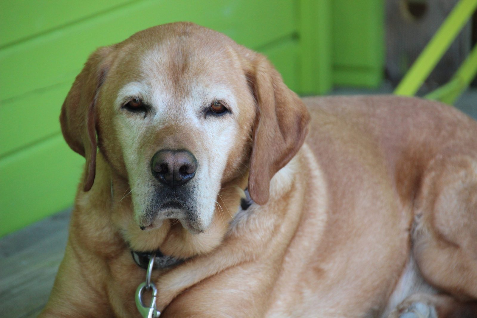 An old yellow labrador with a grey muzzle lying on a porch