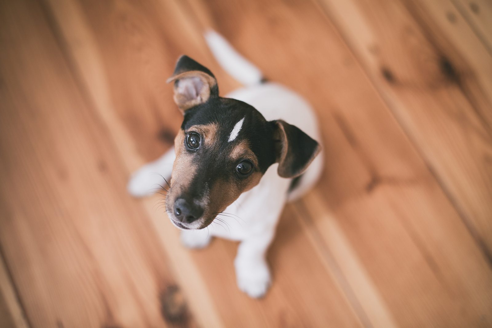 A Jack Russell puppy sitting on a wooden floor, looking up