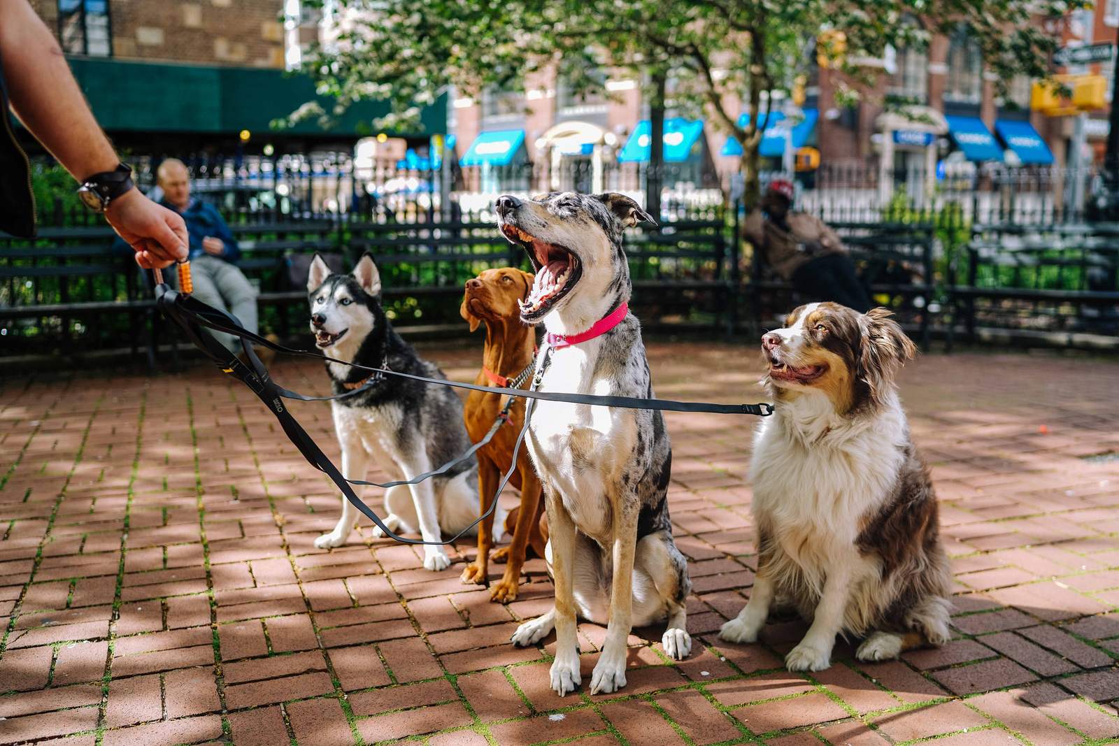 Four dogs on leads meeting each other on a city footpath